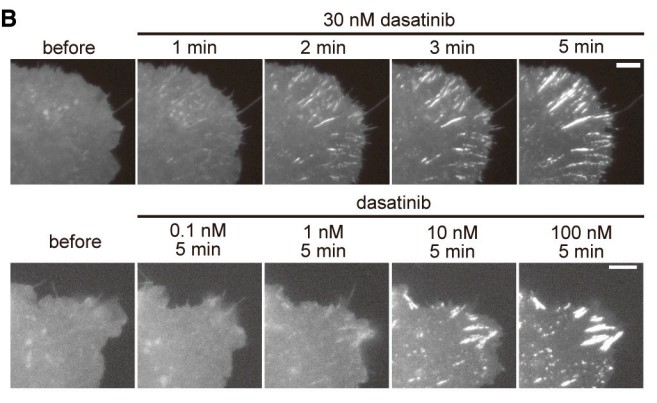 Translocation ofc-Src-EGFP.jpg